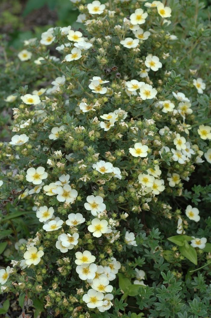 Potentilla fruticosa Primrose Beauty