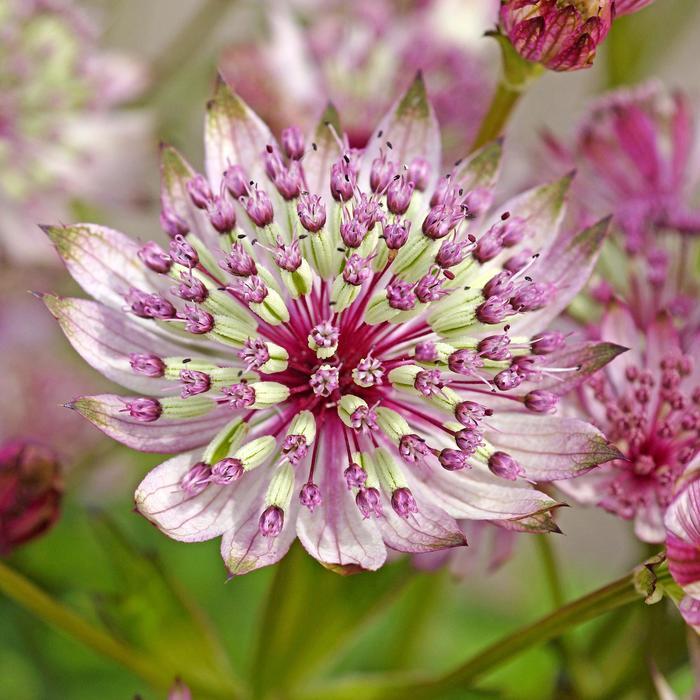Astrantia major Sparkling Stars Pink