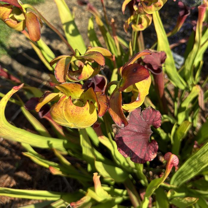 Sarracenia x moorei Conversation Piece