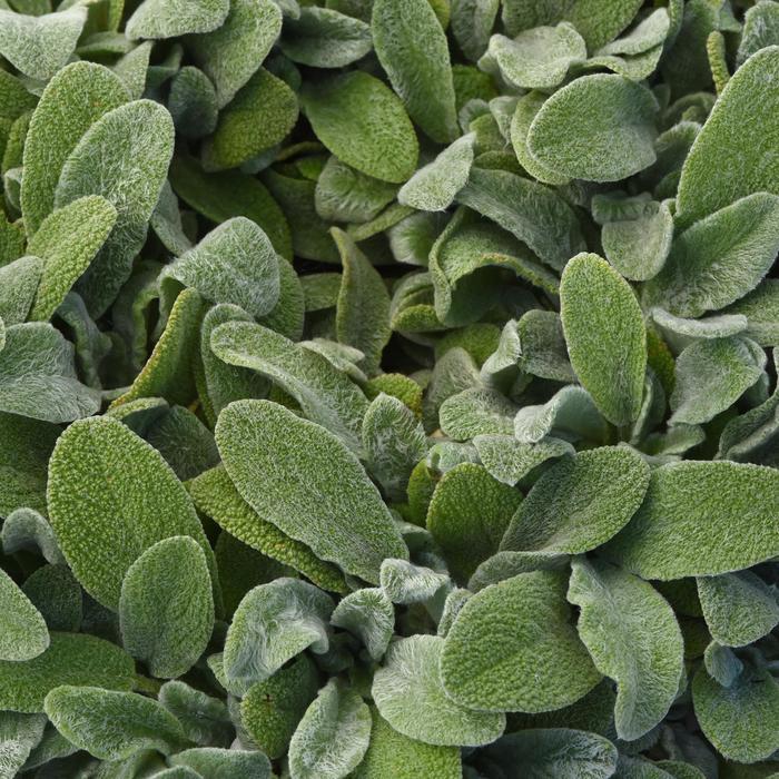 Stachys byzantina Little Lamb