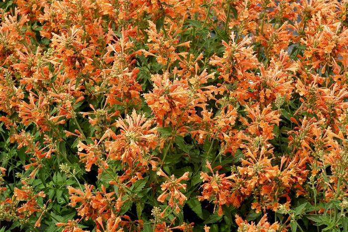Agastache Poquito&trade; Orange