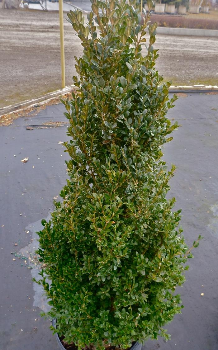 Buxus Green Mountain - Pyramidal