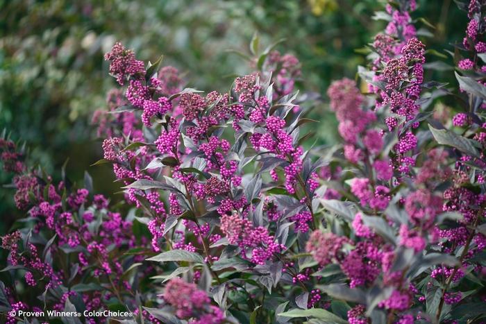 Callicarpa Pearl Glam