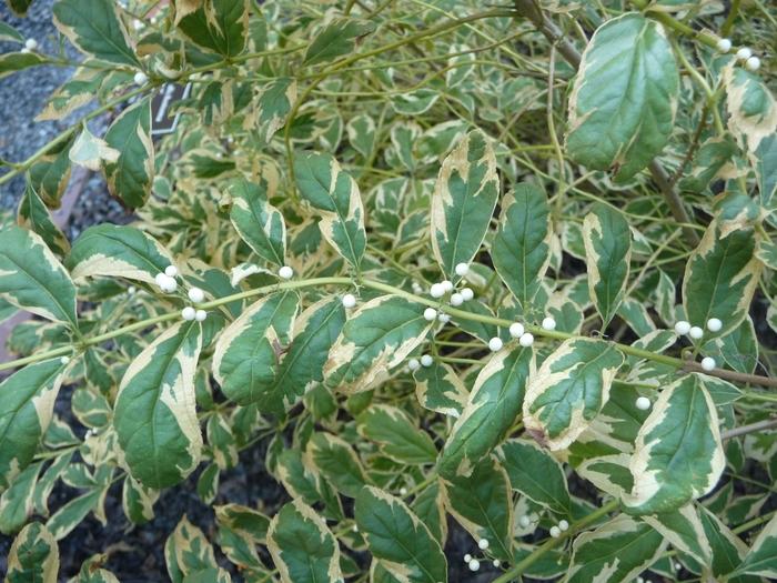 Callicarpa dichotoma f. albifructa Duet