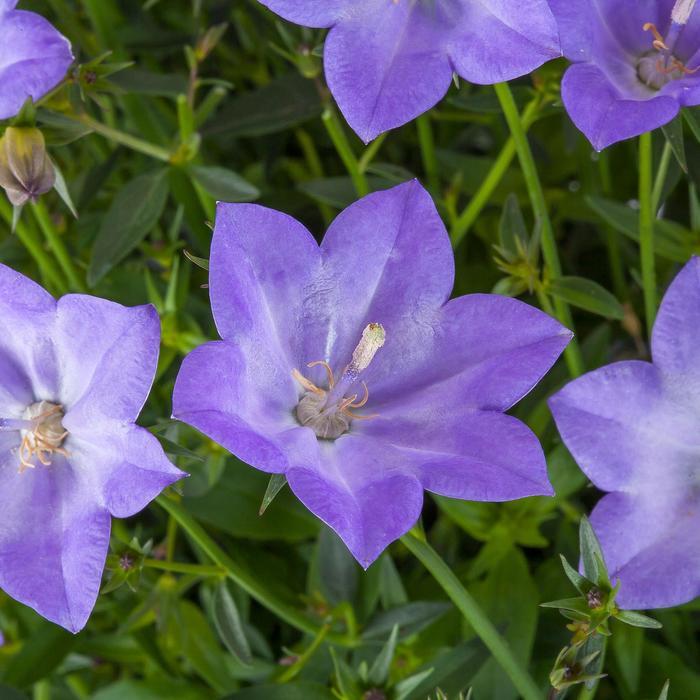 Campanula interspecific Cariboo&trade; Blue 