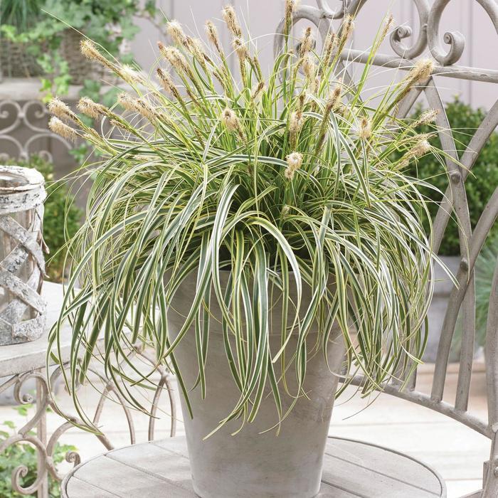 Carex oshimensis Feather Falls&trade;