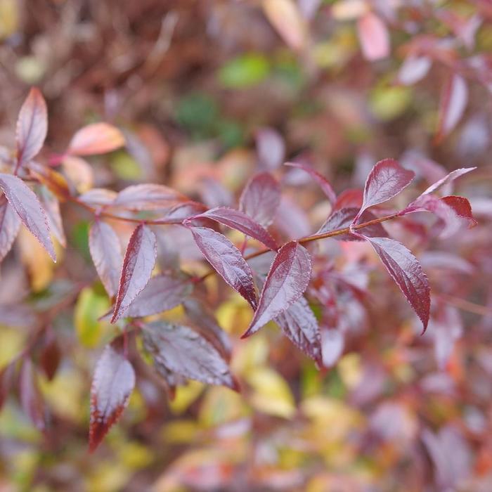 Deutzia Yuki Kabuki&reg;
