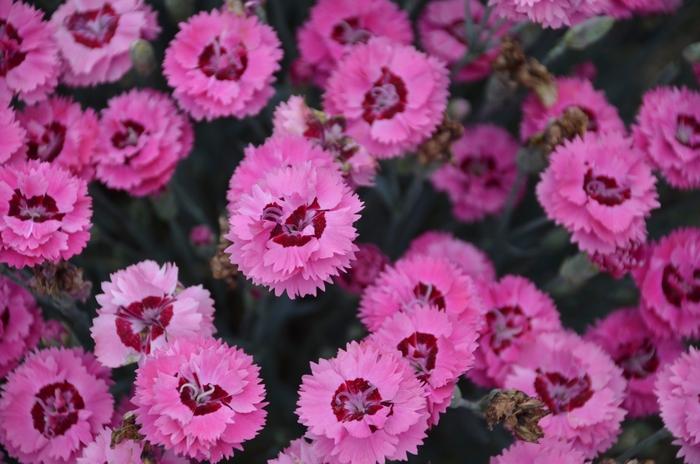 Dianthus Pretty Poppers&trade; Cute as a Button