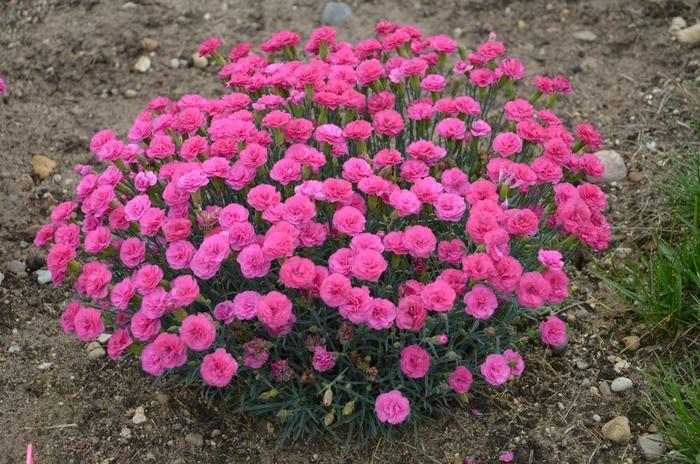 Dianthus Pretty Poppers&trade; Double Bubble
