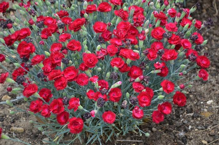 Dianthus Pretty Poppers&trade; Electric Red