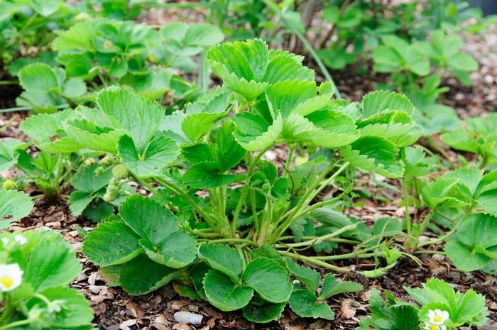 Fragaria Eversweet