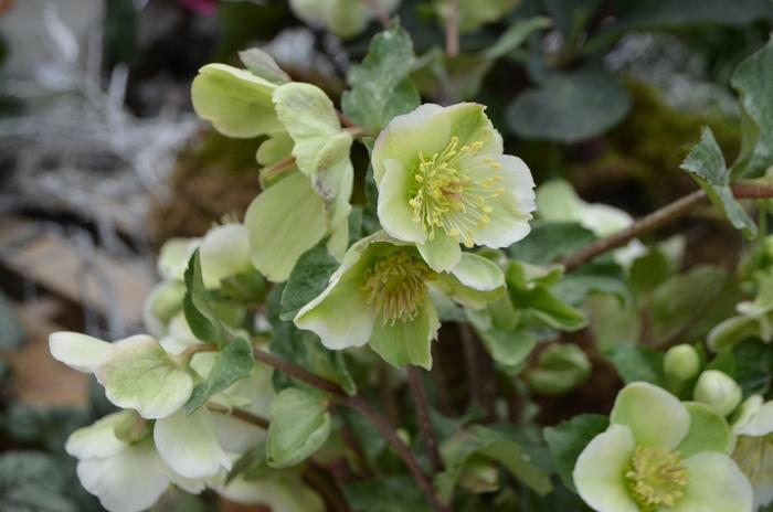 Helleborus Frostkiss&reg; Bayli's Blush&reg;
