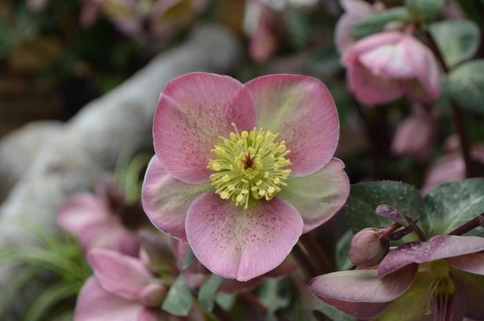 Helleborus Frostkiss&reg; Pippa's Purple&reg;