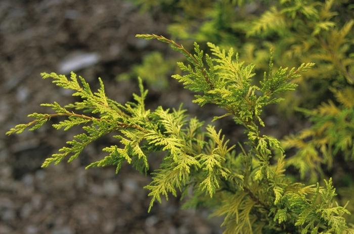 Chamaecyparis pisifera Gold Spangle