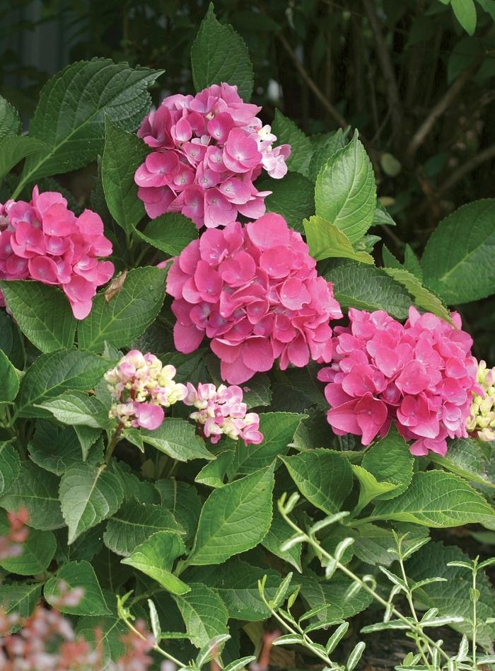Hydrangea macrophylla Cityline&reg; Venice