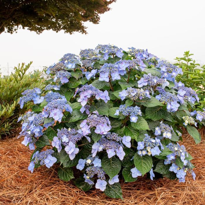 Hydrangea macrophylla Pop Star&reg;