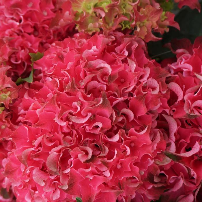 Hydrangea macrophylla Magical&reg; Frill Ride