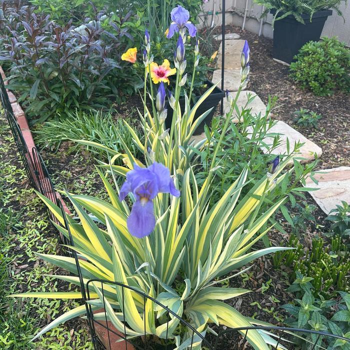 Iris pallida Aureovariegata