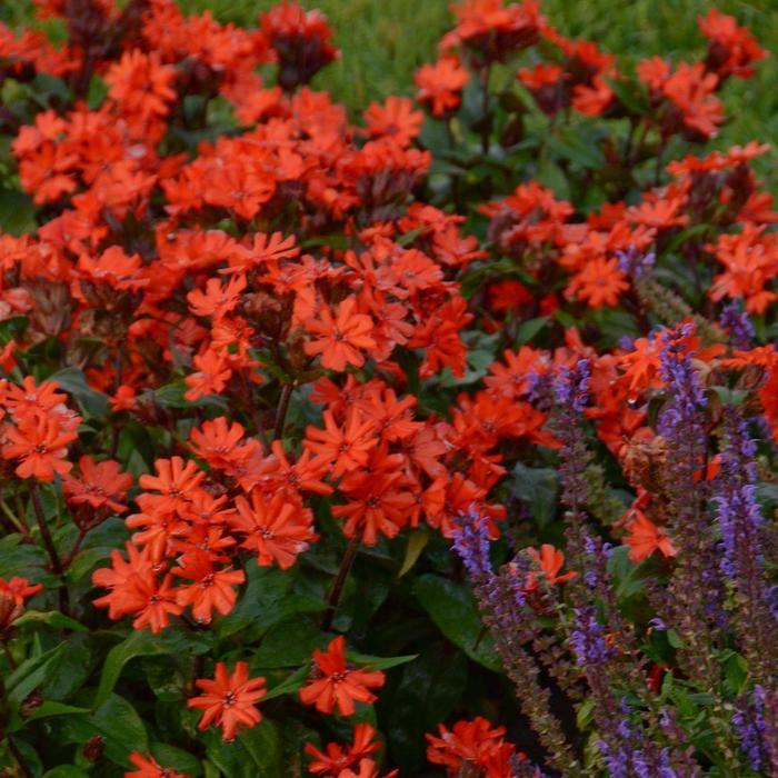 Lychnis coronaria Orange Gnome (Orange Zwerg)