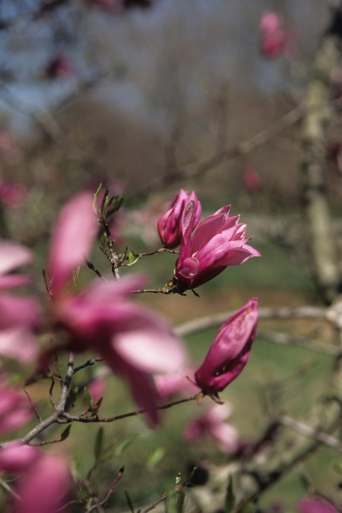 Magnolia Little Girl Betty
