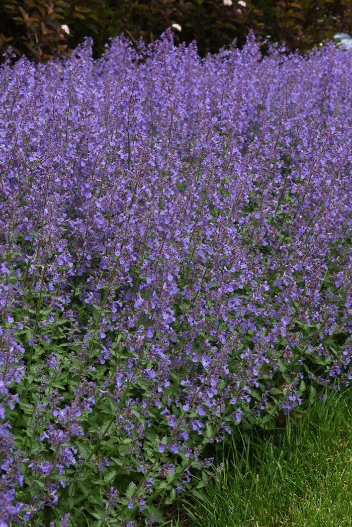 Nepeta x faassenii Junior Walker&trade;