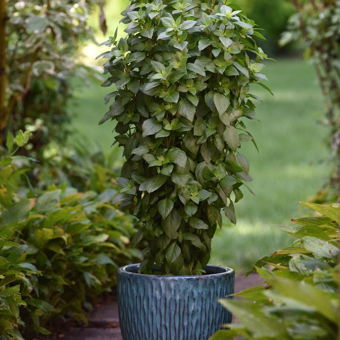 Ocimum basilicum Everleaf Thai Towers