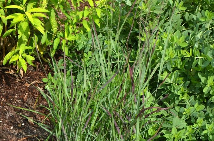 Panicum virgatum Ruby Ribbons
