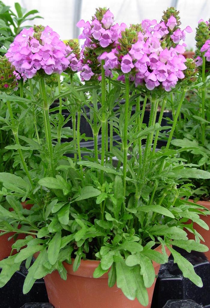 Prunella Summer Daze