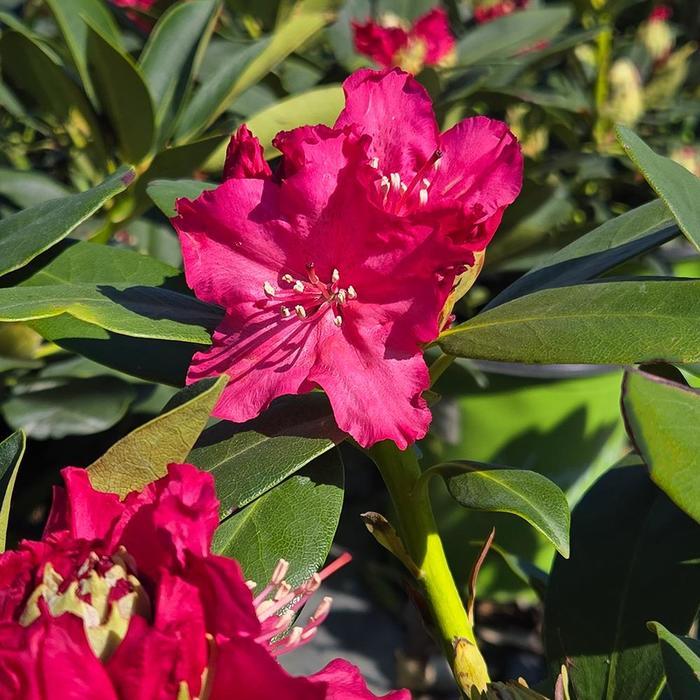Rhododendron Holden's Red