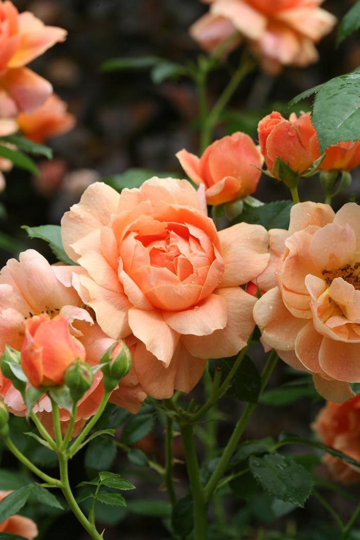 Rosa At Last&reg;