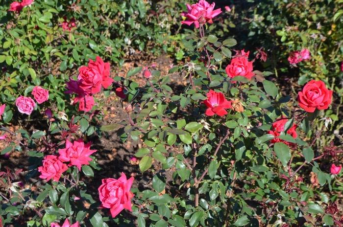 Rosa Knock Out&reg; Double