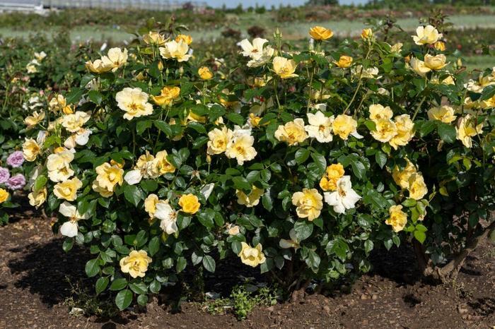 Rosa Knock Out&reg; Easy Bee-zy&trade;