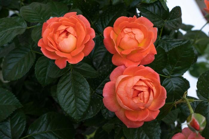 Rosa Knock Out&reg; Orange Glow&trade;