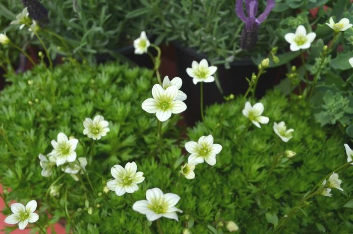 Saxifraga x arendsii Touran&trade; Limegreen