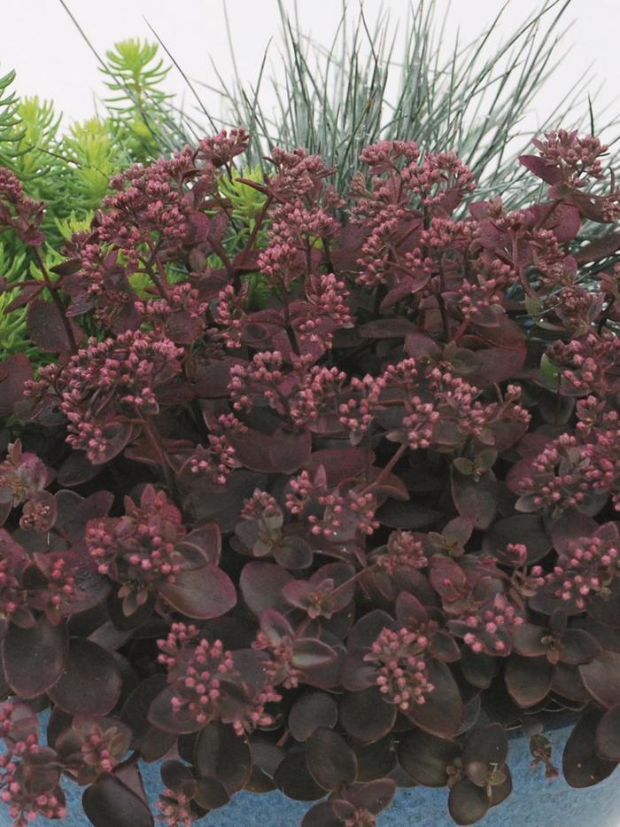 Sedum Sunsparkler&reg; Cherry Tart