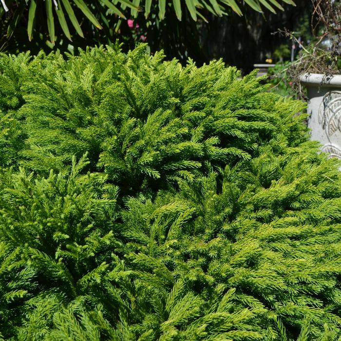 Cryptomeria japonica Globosa Nana