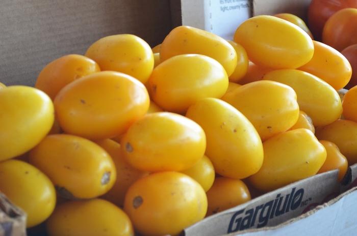 Solanum lycopersicon Carolina Gold