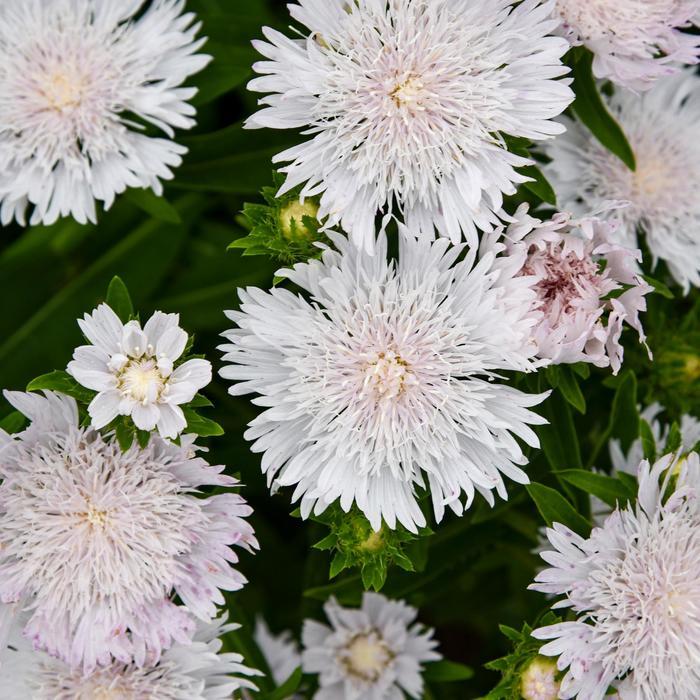 Stokesia laevis Totally Stoked&trade; Whitecaps