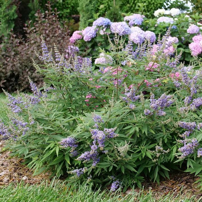 Vitex agnus-castus Rock Steady&reg;