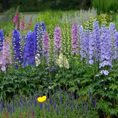 Delphinium New Zealand Mini Stars