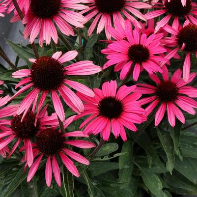 Echinacea Dark Shadows&trade; Wicked