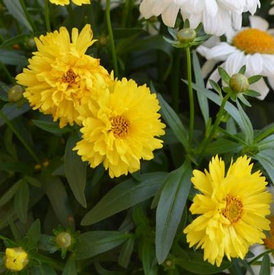 Coreopsis Leading Lady Sophia
