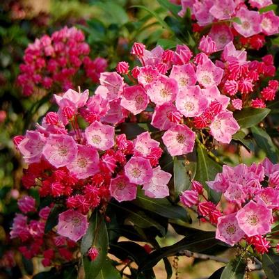 Kalmia latifolia Show Time