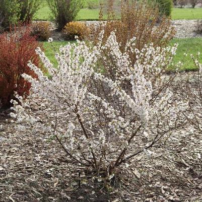Prunus Easy as Pie&reg;