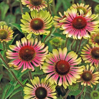 Echinacea purpurea Green Twister