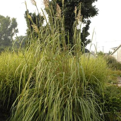 Erianthus ravennae 