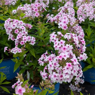 Phlox paniculata 'Confetti Cake™ PPAF' 
