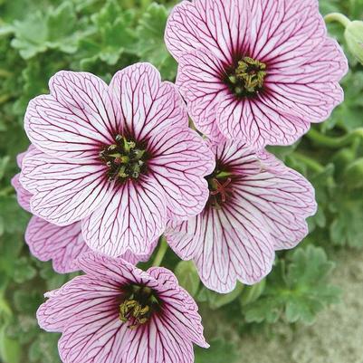 Geranium cinereum Ballerina