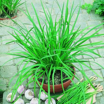 Allium tuberosum Geisha