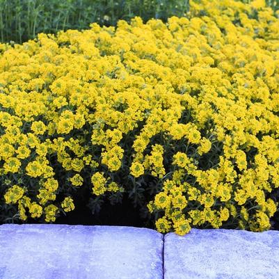 Alyssum wulfenianum Golden Spring